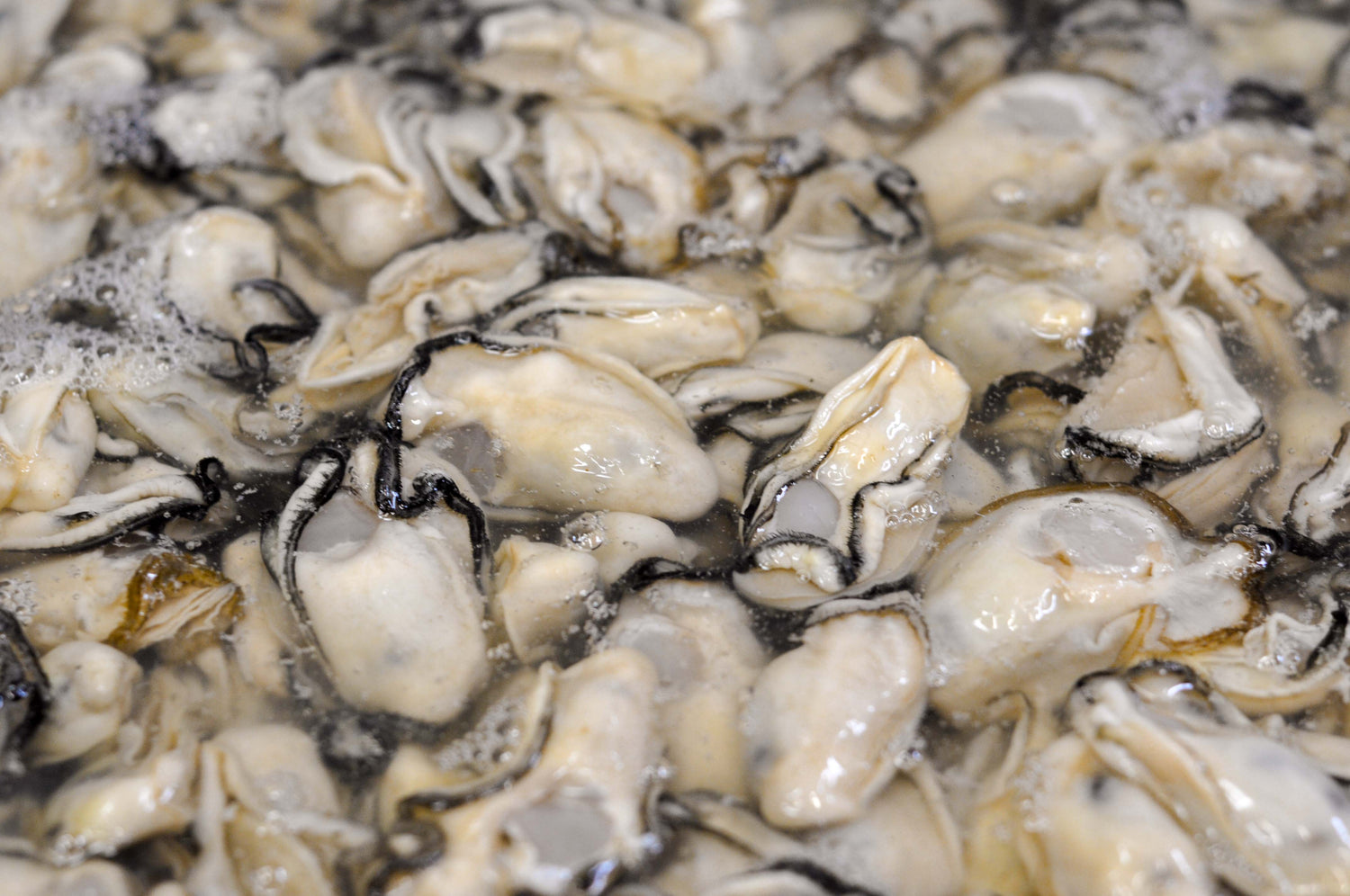 大量のむき身の生牡蠣