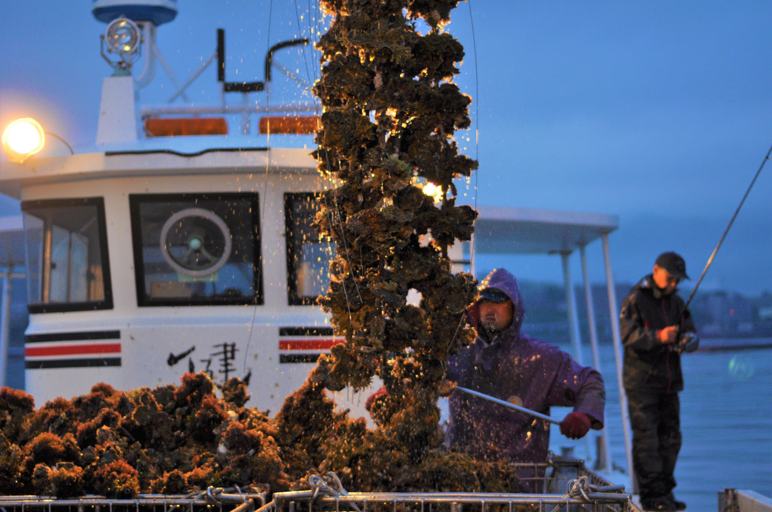 高く吊り下げられた大量の牡蠣を下ろす様子