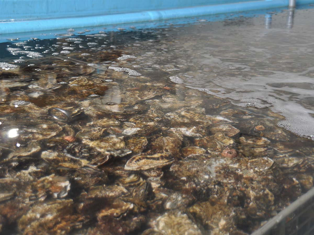 浄化装置によって海瑞を浄化される牡蠣の様子
