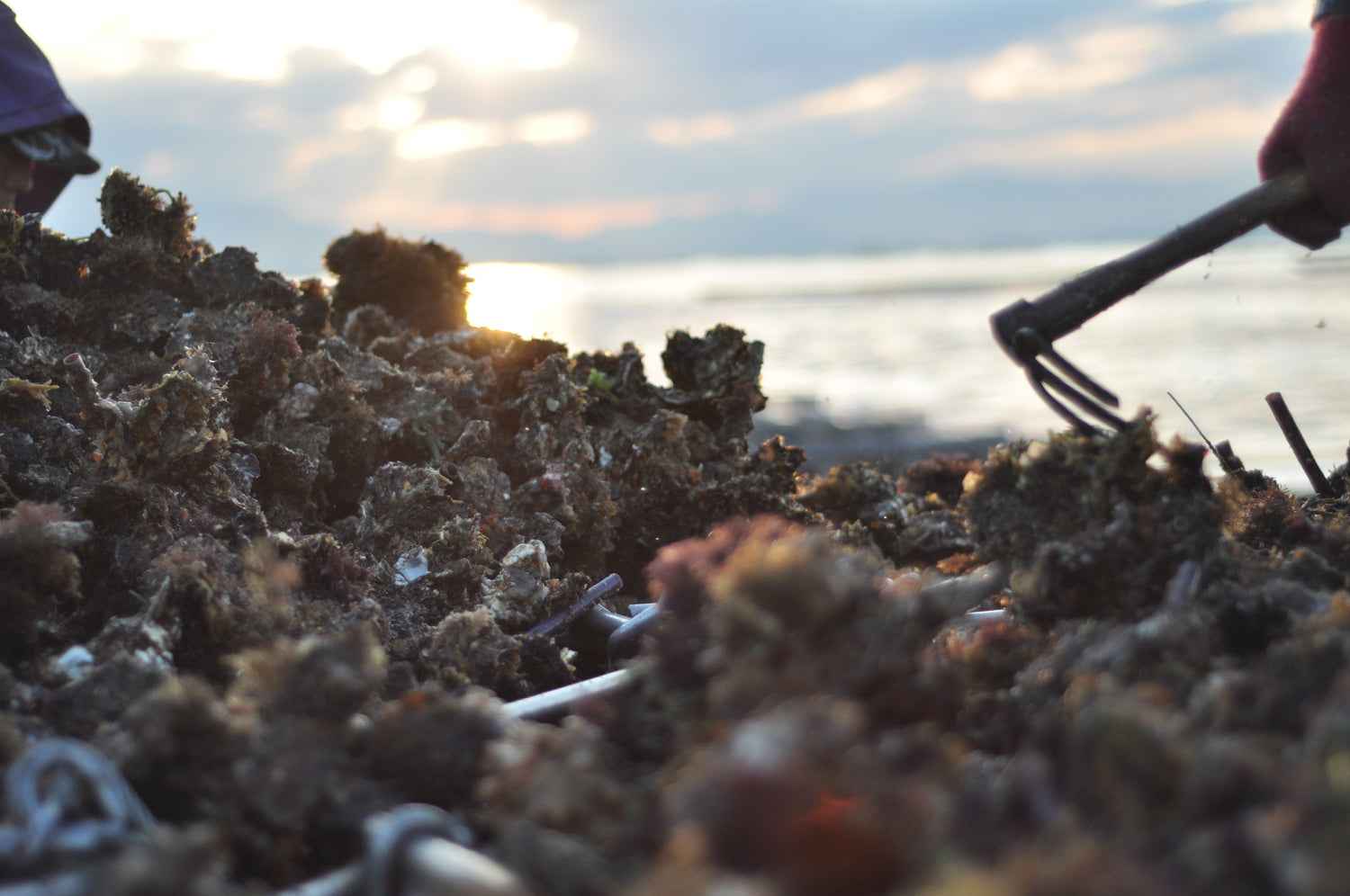 水揚げされた大量の牡蠣の殻