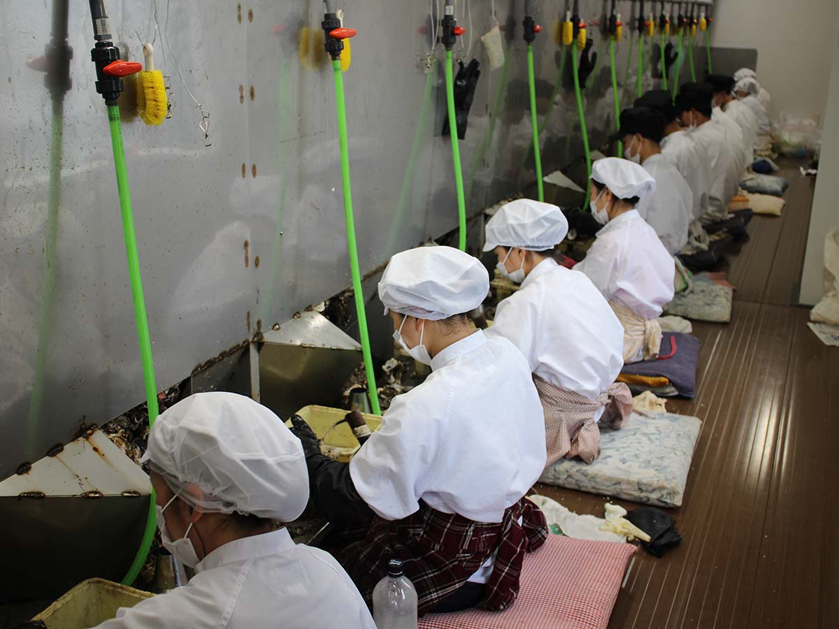 専用作業着、帽子、マスクを着用した打ち手により、牡蠣が一つずつ丁寧に手作業でむき身にされる様子