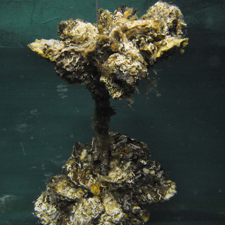 収穫までの約1年の海中の牡蠣の様子